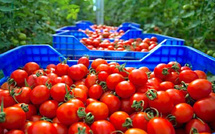 مفاوضات مغربية-بريطانية لإعادة النظر في التعريفات الجمركية للمنتوجات الفلاحية بعد البريكست