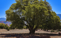 معرض شجرة الأرݣان الدولي بأكادير يحتفي بالتراث الطبيعي والثقافي للمغرب