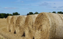المغرب والبرازيل يوقعان اتفاقًا لتصدير كميات كبيرة من التبن للأعلاف
