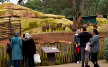 بعد سنوات من الإغلاق.. حديقة الحيوانات عين السبع تفتح أبوابها للبيضاويين