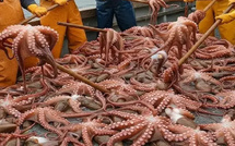 المغرب يطلق موسم صيد الأخطبوط الشتوي 2026 بعد تحسن المخزون بنسبة 49%