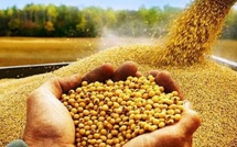 المغرب يعزز وارداته من فول الصويا الأمريكي مع ارتفاع الصادرات إلى 102 ألف طن