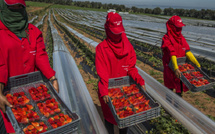 إسبانيا توظف 25 ألف عامل موسمي من خارج الاتحاد الأوروبي والمغرب في الصدارة