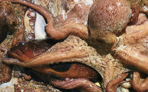 المغرب يسجل نتائج إيجابية في الموسم الشتوي لصيد الأخطبوط 2026