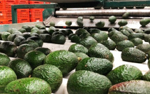 المغرب يوسع صادراته الزراعية لأوروبا.. والأفوكادو يتصدر القائمة