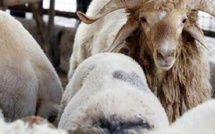 استيراد الأضاحي… معالجة ظرفية لأزمة بنيوية في الجزائر