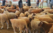 المغرب يُنجز ترقيم القطيع الوطني ويدعم الفلاحين بمليارات الدراهم