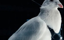 علماء روس يحوّلون الحمام إلى "بيودرون" ويفتحون آفاقًا جديدة للمراقبة والبحث العلمي