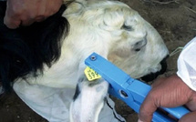 وزارة الفلاحة تنهي عملية ترقيم 32,3 مليون رأس ماشية