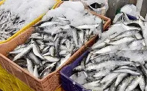 المغرب يفرض حظرًا مؤقتًا على تصدير السردين لضمان استقرار السوق المحلي