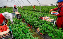 وصول 420 عاملة مغربية إلى هويلفا ضمن موسم فلاحي سيستقبل 21.496 عاملاً من 8 دول