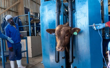 جنوب إفريقيا تعلن حالة الطوارئ للحمى القلاعية بعد تفشي واسع للوباء