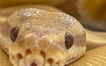 محكمة بريطانية تحظر رجلًا من اقتناء الحيوانات بعد إساءة قاسية لأفعى وكلاب