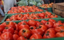 تقنيات حديثة وزراعات محمية تدفع المغرب للصدارة في الطماطم