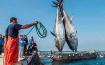 مفرغات الصيد البحري بميناء المضيق ترتفع بـ39 في المائة