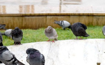 تساقطات مطرية متفاوتة بالمملكة خلال الـ 24 ساعة الماضية