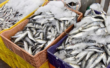 إجراءات عاجلة لضمان توفر السردين في رمضان.. تفعيل “الحوت بثمن معقول” ومنع التصدير