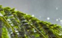 أمطار وثلوج ورياح قوية: اضطرابات جوية مرتقبة بعدد من مناطق المملكة