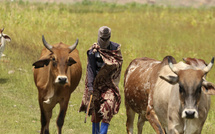 الحمى القلاعية تضرب جنوب إفريقيا : إصابة 261 ألف رأس ماشية وخاوتنغ في قلب الأزمة