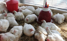 قطاع تربية الدواجن والماشية بالمغرب يواجه أزمة في تزويد الأعلاف بسبب تأخر تفريغ البواخر