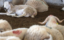 فيضانات الشمال المغربي تهدد مربي المواشي قبل عيد الأضحى