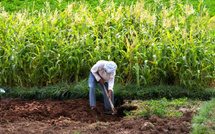 تحسن كبير في الموسم الزراعي بجهة الدار البيضاء – سطات بفضل الأمطار الغزيرة
