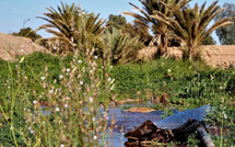 فاعلون جمعيون في الجنوب الشرقي يطالبون بإطلاق حصة مائية استثنائية لإنعاش المزروعات