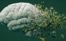 الذكاء البشري ليس في مكان واحد… دراسة ترسم خريطة جديدة لبنية الدماغ