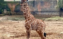 ولادة أول زرافة بالمغرب بحديقة “دريم فيلاج” بالمحمدية.. خطوة نوعية في حماية الحياة البرية