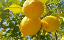 الليمون المغربي يستعيد بريقه.. صادرات تتجاوز 5 ملايين دولار وتحقق أقوى انتعاش منذ سنوات