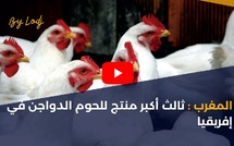 المغرب: ثالث أكبر منتج للحوم الدواجن في إفريقيا