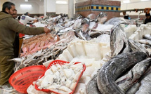 الأسماك في رمضان: وفرة مقبلة وأسعار متوقعة مع تحسن الأحوال الجوية