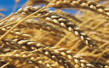 الحصاد السنوي للحبوب بالمغرب لعام 2025: انخفاض الإنتاج وتحديات الأمن الغذائي