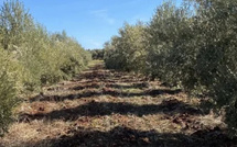 موسم زراعة الزيتون في المغرب: آفاق واعدة بفضل التساقطات المطرية واعتماد أصناف عالية المردودية