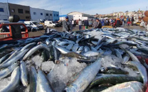 بعد الراحة البيولوجية.. انتعاش قوي لمفرغات السردين بسواحل العيون وتوقعات بوفرة العرض