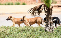 مسؤولية الجماعات الترابية عن الأضرار الناتجة عن تدبير الشأن العام