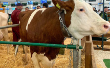 الخراطي : الفحص المنتظم والتدخل المنهجي السبيل الوحيد لاحتواء السل وحماية الصحة العامة