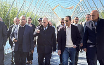 1500 هكتار متضررة من الرياح بسوس ماسة… والحكومة تبحث آليات الدعم