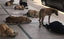 انتشار الكلاب الضالة بالمغرب: ظاهرة صحية واجتماعية تستدعي حلولاً شاملة