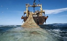 تراجع مفرغات الصيد بالسواحل المتوسطية للمغرب بـ17%