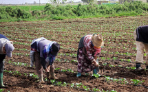 انتعاش الموسم الفلاحي يعيد الحيوية إلى سوق الشغل القروي في المغرب