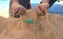 رياح التفاؤل تهب على الحقول المغربية : محصول الحبوب يلامس 82 مليون قنطار ويعيد رسم خارطة النمو الاقتصادي