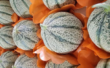 المغرب يطلق موسم تصدير فاكهة “الشاغونتي” نحو الأسواق الأوروبية