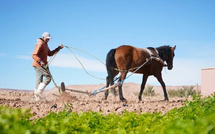 المغرب أمام قفزة نوعية: النمو الفلاحي يحفز الاقتصاد وسط تحديات الطاقة