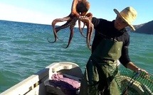 ميناء الحسيمة يسجل انخفاضاً في مفرغات الصيد بنسبة 32٪