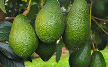 تراجع صادرات الأفوكادو المغربي إلى 58 ألف طن.. موسم صعب ومليء بالتحديات