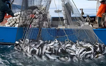 54 ألف طن.. روسيا تعلن حصتها من الصيد البحري في المياه المغربية