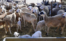 بايتاس :  تم صرف 5,5 مليار درهم لفائدة 1,15 مليون من مربي الماشية