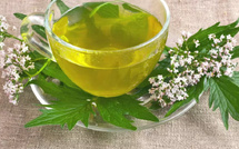 الناردين (Valériane) وفوائده في تحسين النوم وتقليل التوتر