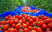 اتحاد الفلاحين في إسبانيا يطالب بفرض قيود على صادرات الطماطم المغربية